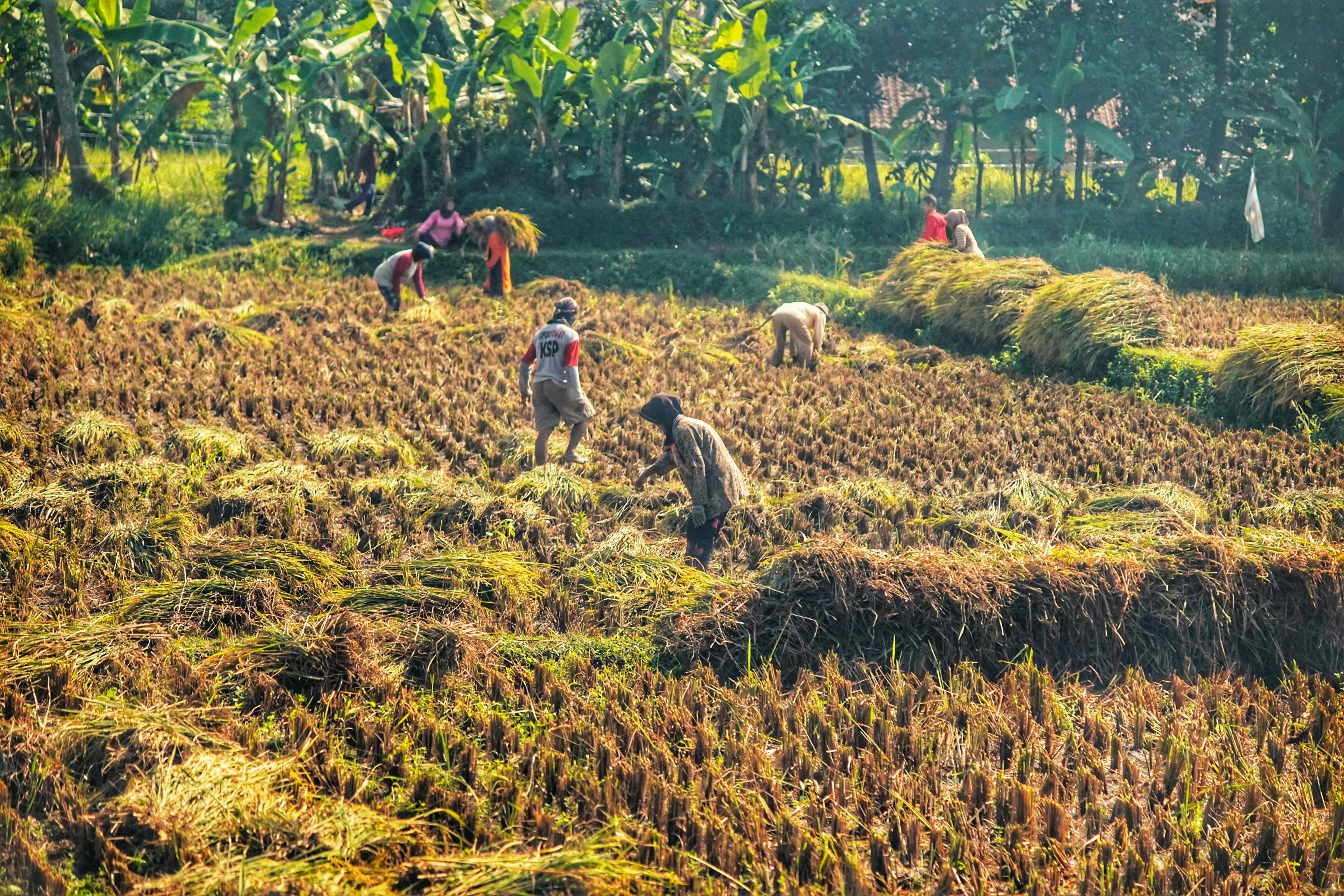 Java farmer harvesting